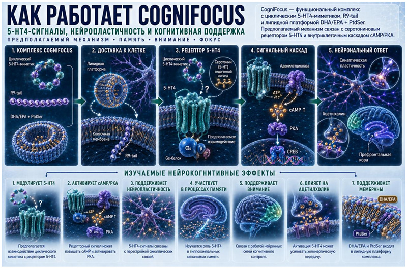 Как работает CogniFocus - функциональный нейрокогнитивный пептидный комплекс для поддержки памяти