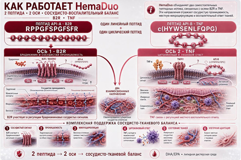 Как работает HemaDuo - двухпептидный функциональный комплекс для применения при геморрое