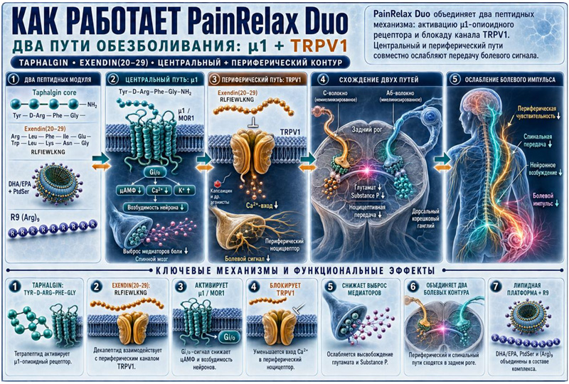 Как работает PainRelax Duo - функциональный двухконтурный пептидный комплекс для комфорта и свободы движения