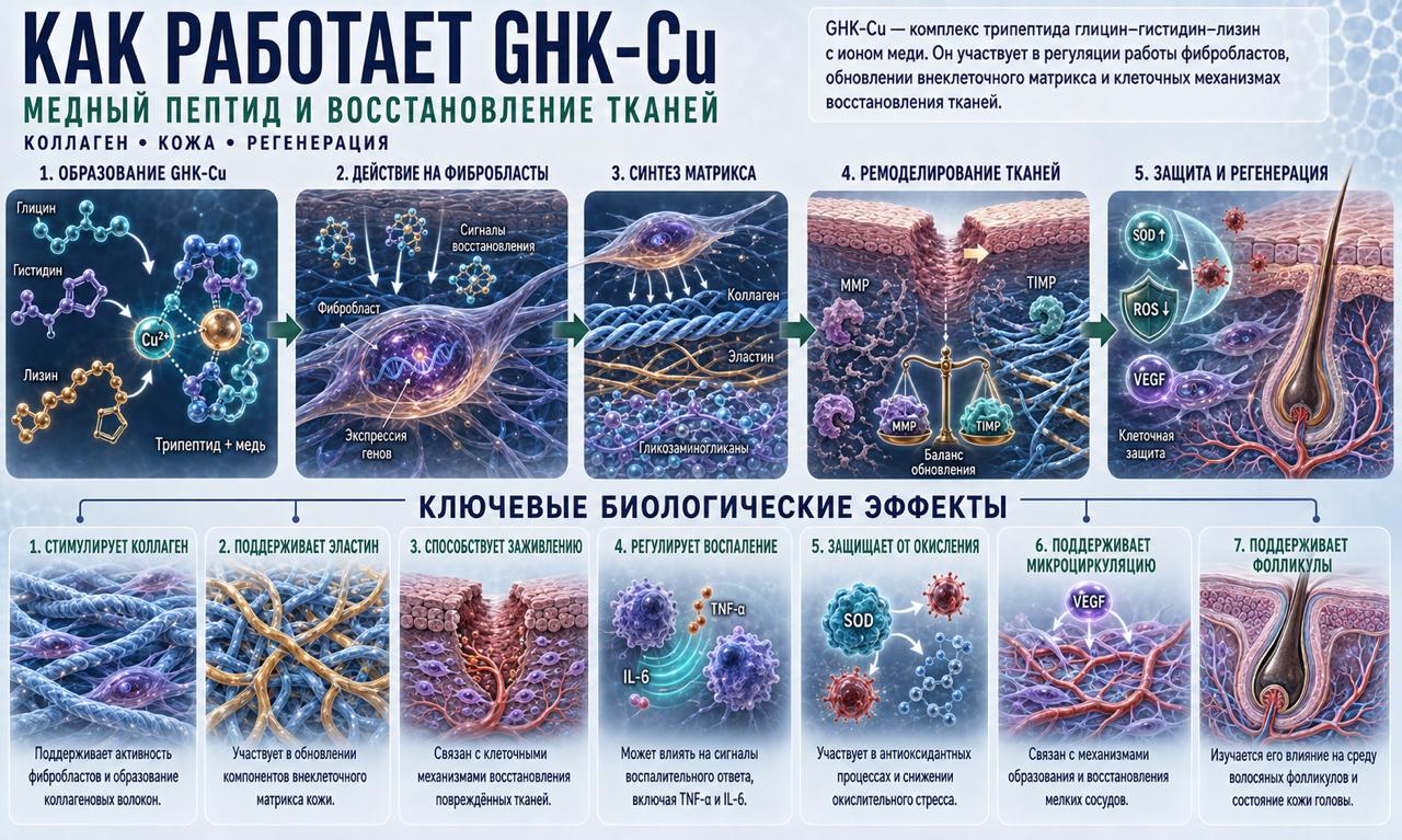 Как работает GHK-Cu/Zn Topical Peptide Regeneration пептидный комплекс аминокислот, 50 мл