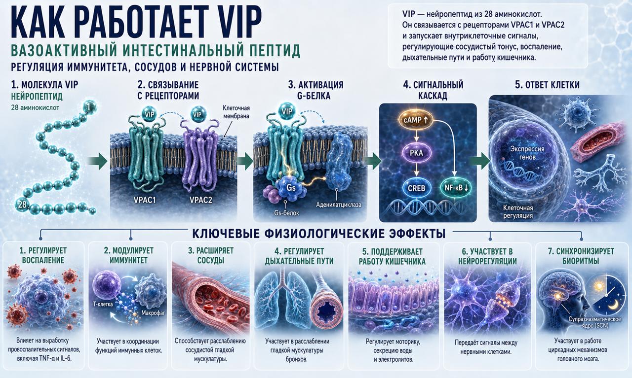 Как работает VIP пептидный комплекс аминокислот, 50 мл